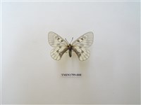 藏品(鳳蝶科)的圖片